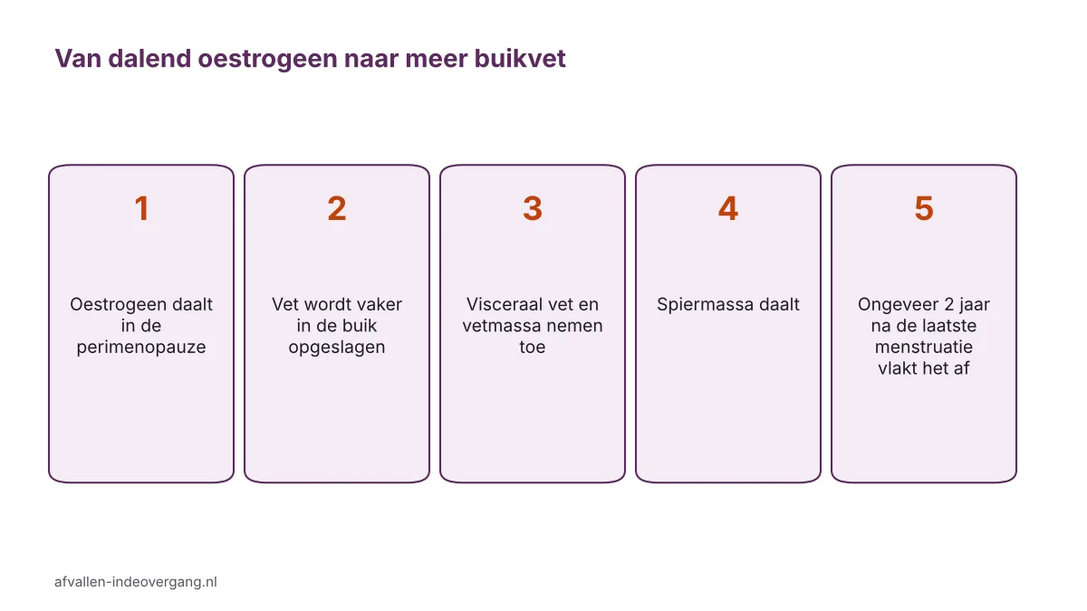 Infographic oestrogeen en buikvet: dalend oestrogeen, vetopslag in de buik, meer visceraal vet, minder spieren, daarna stabilisatie